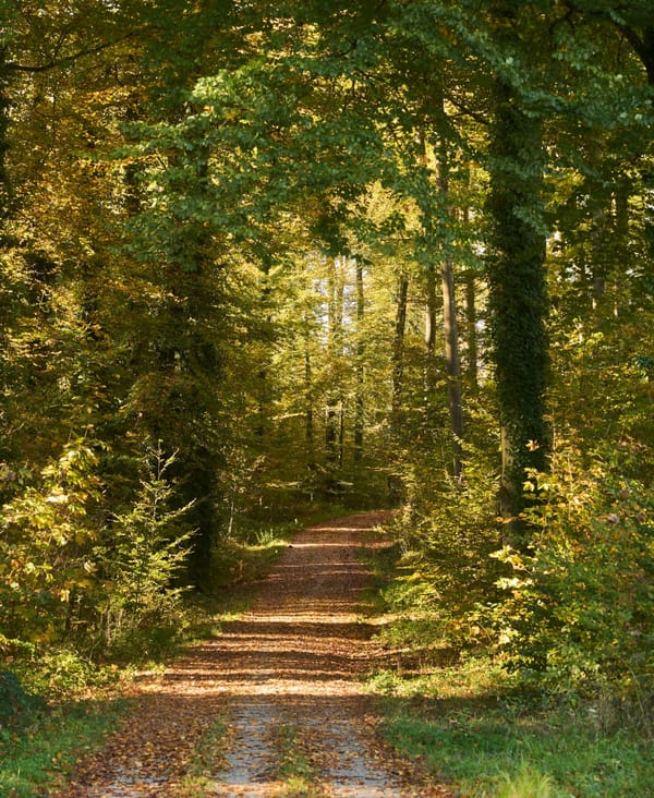 September welcomes your Descendants